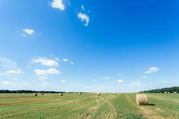 Field with straw bales after harvest against sky background. Stacks of straw after harvesting ears of wheat. Agricultural farm, field after harvest of grain crops