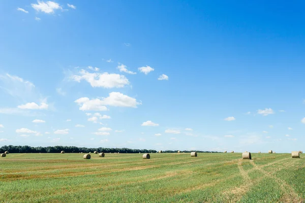 Field with straw bales after harvest against sky background. Stacks of straw after harvesting ears of wheat. Agricultural farm, field after harvest of grain crops