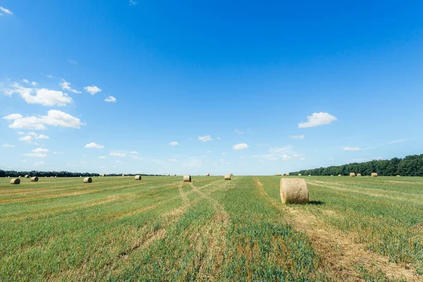 Field with straw bales after harvest against sky background. Stacks of straw after harvesting ears of wheat. Agricultural farm, field after harvest of grain crops