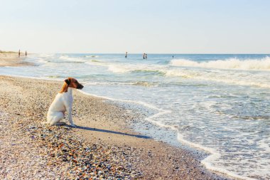 A smooth-haired fox terrier is sitting. A smooth-haired fox terrier is sitting on the seashore.