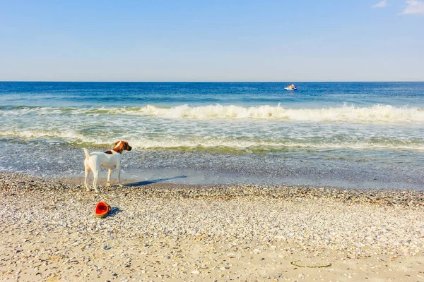 Smooth Fox Terrier stands. The Smooth Fox Terrier stands in the park.A smooth-haired fox terrier is standing. A smooth-haired fox terrier is standing on the seashore.