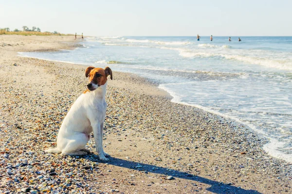 A smooth-haired fox terrier is sitting. A smooth-haired fox terrier is sitting on the seashore.