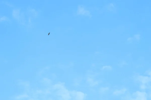 Blue sky background and white clouds soft focus, pastel sky. A bird of prey in the sky.