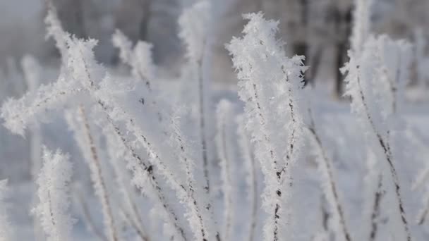 Frozen Plants Early Morning Close Winter Plants Covered Hoarfrost Snow — Stockvideo