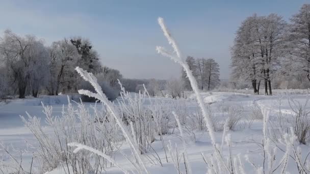 Frozen Plants Early Morning Close Winter Plants Covered Hoarfrost Snow — Video Stock