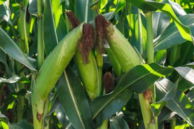 Close up of ears of corn in the field. Selective focus. Corn field close up. Plantation of green corn in the summer agricultural season