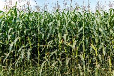 Corn field close up. Selective focus. Plantation of green corn in the summer agricultural season. Close up of ears of corn in the field
