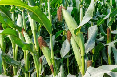 Close up of ears of corn in the field. Selective focus. Corn field close up. Plantation of green corn in the summer agricultural season