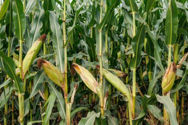 Corn field close up. Selective focus. Plantation of green corn in the summer agricultural season. Close up of ears of corn in the field