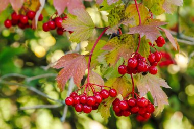 Close-up of a bunch of red viburnum berries. Viburnum bush on a sunny day at the end of the summer season
