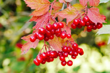 Close-up of a bunch of red viburnum berries. Viburnum bush on a sunny day at the end of the summer season