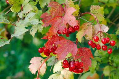 Close-up of a bunch of red viburnum berries. Viburnum bush on a sunny day at the end of the summer season