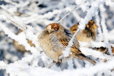 Karlı bir Noel günü, tek bir serçe don kaplı bir dalda oturur. Soğuk karlı hava.