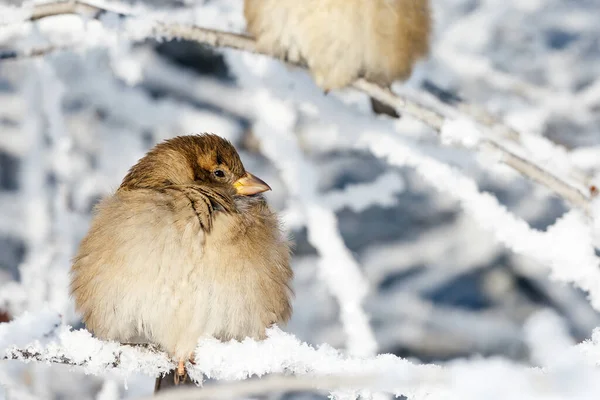 Seul Moineau Est Assis Sur Une Branche Gelée Jour Hiver — Photo