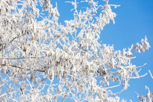 Tree branches covered with white frost against a blue sky. Trees are covered with snow and hoarfrost against the blue sky