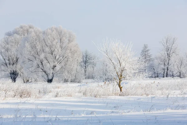 Beautiful winter landscape of a forest clearing with snow-covered trees in hoarfrost. Untouched pure white snow. Winter landscape. Meadows, fields and forests are frozen and covered with snow.