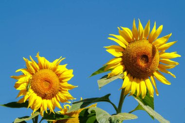 Güneşli bir günde açık mavi gökyüzüne karşı tarlada sarı ayçiçeği. Ayçiçeği yakın plan. Ayçiçeği açıyor.