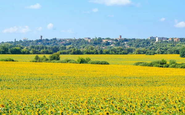 Eine Hügelige Landschaft Mit Einem Riesigen Sonnenblumenfeld Vor Dem Hintergrund — Stockfoto
