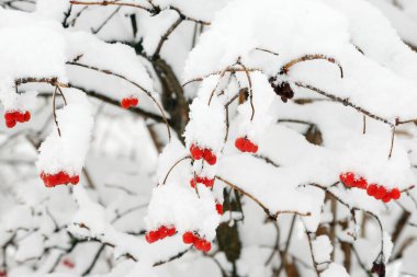 Viburnum çalısı kırmızı böğürtlenlerle kaplı. Kırmızı viburnum böğürtlenleri karla kaplıdır. Kış dönemi.