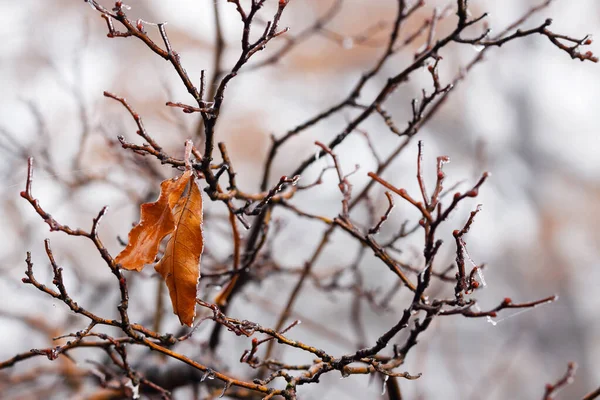 서리와 서리로 뒤덮여 겨울에는 외로운 노란색 잎으로 — 스톡 사진