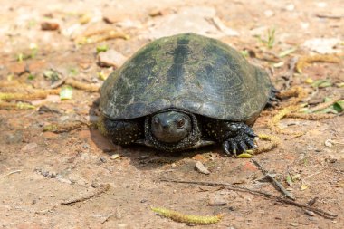Avrupa terrapin Emys orbicularis, yakın çekim.