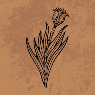 Botanik yaprağı yaban çiçeği çizgisi sanatı. El çizimi vektör çizimi. Klasik çiçek çizimi. Duvar kağıdı, poster, etiket, içerik sosyal medya için uygun