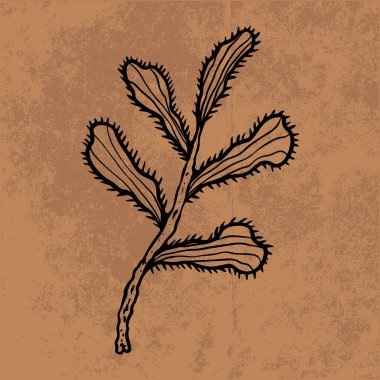 Botanik yaprağı yaban çiçeği çizgisi sanatı. El çizimi vektör çizimi. Klasik çiçek çizimi. Duvar kağıdı, poster, etiket, içerik sosyal medya için uygun