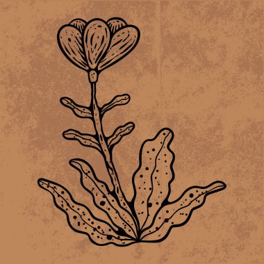 Botanik yaprağı yaban çiçeği çizgisi sanatı. El çizimi vektör çizimi. Klasik çiçek çizimi. Duvar kağıdı, poster, etiket, içerik sosyal medya için uygun