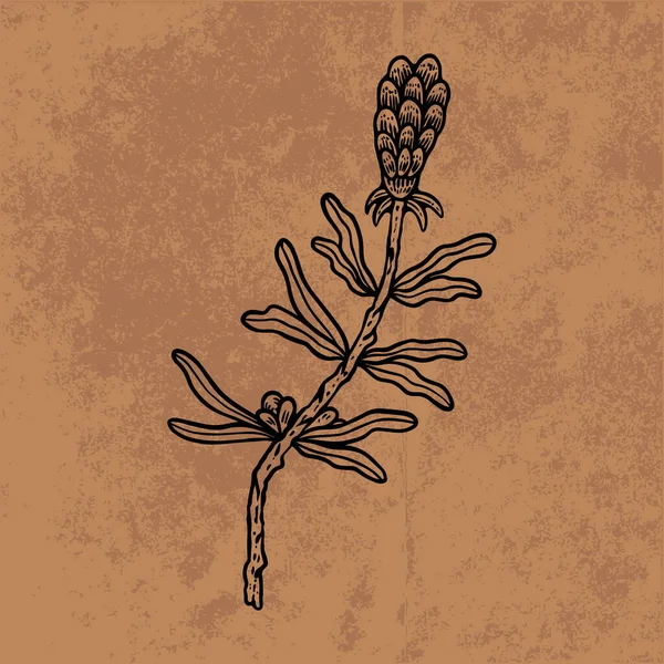 Botanical leaf doodle wildflower line art. Hand drawn vector illustration.Vintage floral outline. Suitable for wallpaper, poster, sticker,content social media