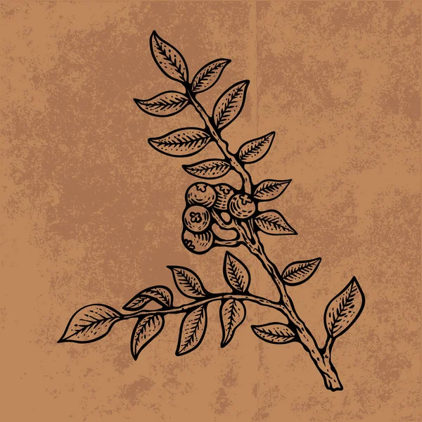 Botanical leaf doodle wildflower line art. Hand drawn vector illustration.Vintage floral outline. Suitable for wallpaper, poster, sticker,content social media