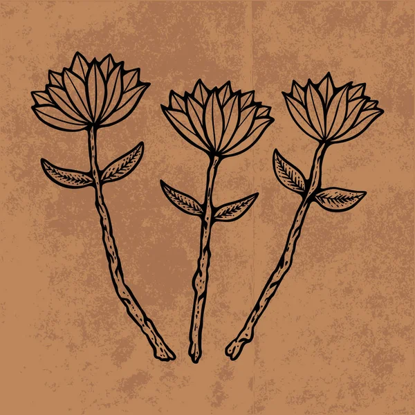 Botanical leaf doodle wildflower line art. Hand drawn vector illustration.Vintage floral outline. Suitable for wallpaper, poster, sticker,content social media
