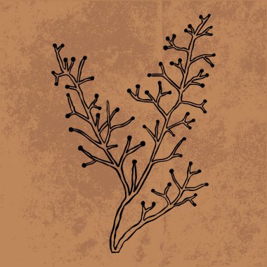 Botanik yaprağı yaban çiçeği çizgisi sanatı. El çizimi vektör çizimi. Klasik çiçek çizimi. Duvar kağıdı, poster, etiket, içerik sosyal medya için uygun