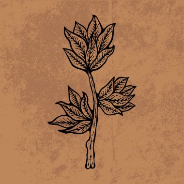 Botanik yaprağı yaban çiçeği çizgisi sanatı. El çizimi vektör çizimi. Klasik çiçek çizimi. Duvar kağıdı, poster, etiket, içerik sosyal medya için uygun