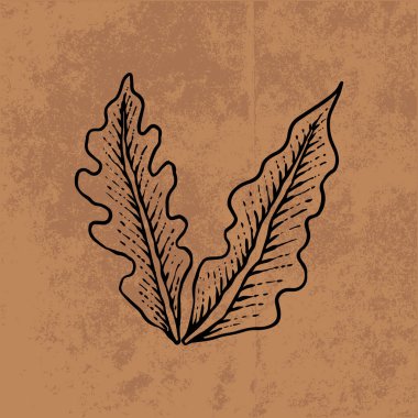 Botanik yaprağı yaban çiçeği çizgisi sanatı. El çizimi vektör çizimi. Klasik çiçek çizimi. Duvar kağıdı, poster, etiket, içerik sosyal medya için uygun