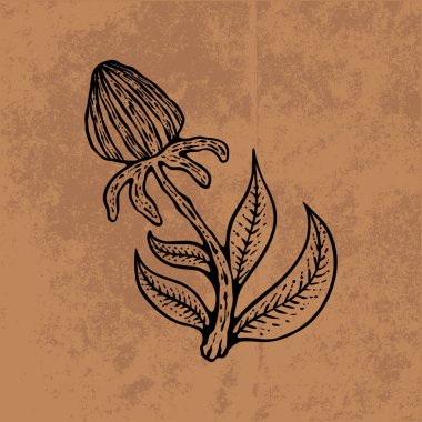 Botanik yaprağı yaban çiçeği çizgisi sanatı. El çizimi vektör çizimi. Klasik çiçek çizimi. Duvar kağıdı, poster, etiket, içerik sosyal medya için uygun