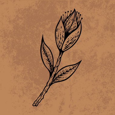 Botanik yaprağı yaban çiçeği çizgisi sanatı. El çizimi vektör çizimi. Klasik çiçek çizimi. Duvar kağıdı, poster, etiket, içerik sosyal medya için uygun