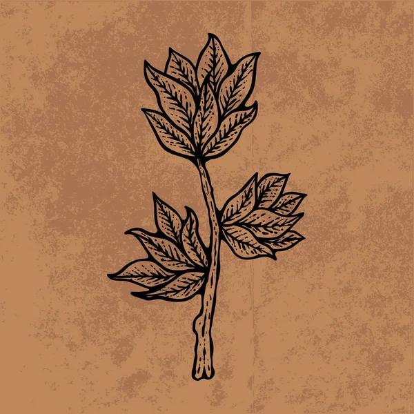 Botanical leaf doodle wildflower line art. Hand drawn vector illustration.Vintage floral outline. Suitable for wallpaper, poster, sticker,content social media