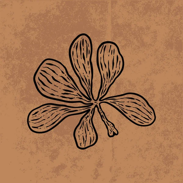 Botanical Leaf Doodle Wildflower Line Art Hand Drawn Vector Illustration — Vetor de Stock