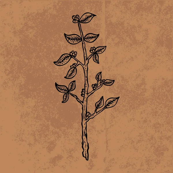 Botanical leaf doodle wildflower line art. Hand drawn vector illustration.Vintage floral outline. Suitable for wallpaper, poster, sticker,content social media