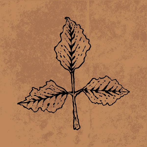 Botanical leaf doodle wildflower line art. Hand drawn vector illustration.Vintage floral outline. Suitable for wallpaper, poster, sticker,content social media