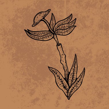 Botanik yaprağı yaban çiçeği çizgisi sanatı. El çizimi vektör çizimi. Klasik çiçek çizimi. Duvar kağıdı, poster, etiket, içerik sosyal medya için uygun