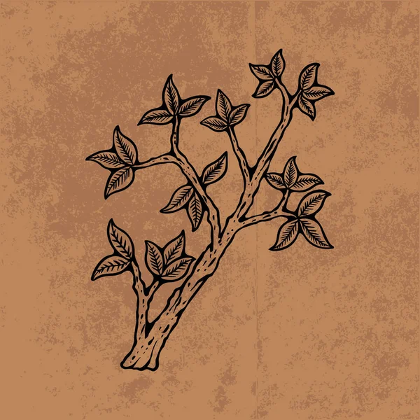 Botanical leaf doodle wildflower line art. Hand drawn vector illustration.Vintage floral outline. Suitable for wallpaper, poster, sticker,content social media