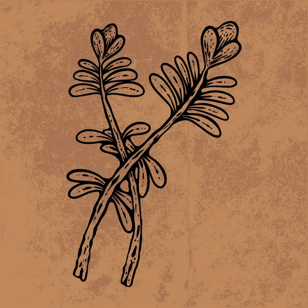 Botanical leaf doodle wildflower line art. Hand drawn vector illustration.Vintage floral outline. Suitable for wallpaper, poster, sticker,content social media
