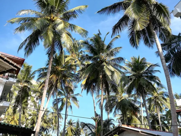 Sri Lanka Palmes Tree — Fotografia de Stock