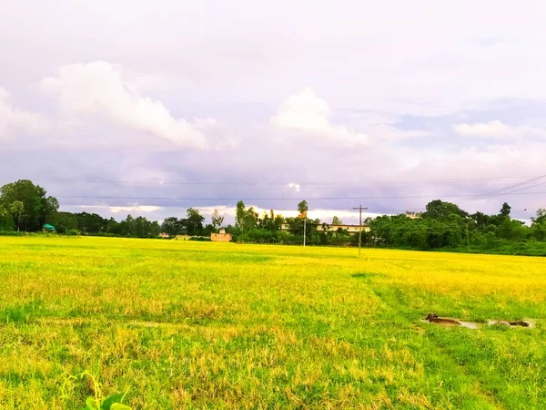 Golden Rice Field Crop Sky Nature Background — Stock fotografie