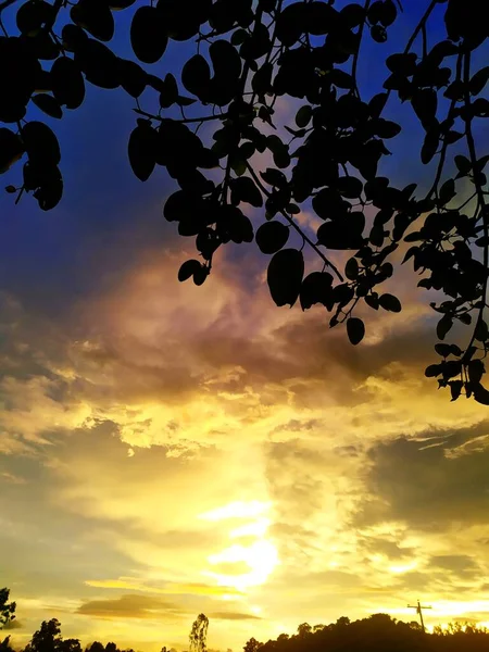 Beautiful Sky Tree Silhouette Background — Zdjęcie stockowe