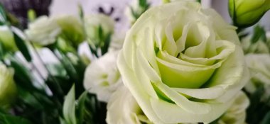 Light green Lisianthus in focus on the right flower. Leave the space on the left for artwork, meaning lasting friendships. and good memories