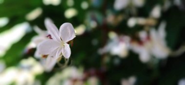 Picture of a white daffodil flower, focusing on the flower. and partially blurs the background, but still dissolves completely