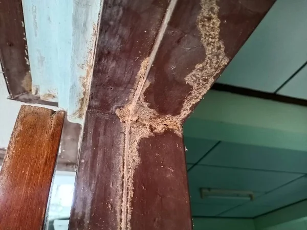 Photo Damage Caused Termite Destruction Doorway Worst Enemy Wooden Houses — стоковое фото