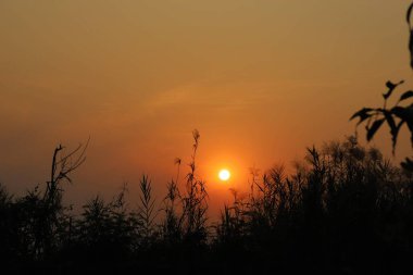 Silhouette tree, and the mountain at the sunset in summer with colorful.
